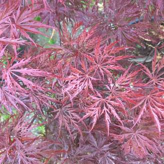 Erable du Japon 'Crimson Queen'