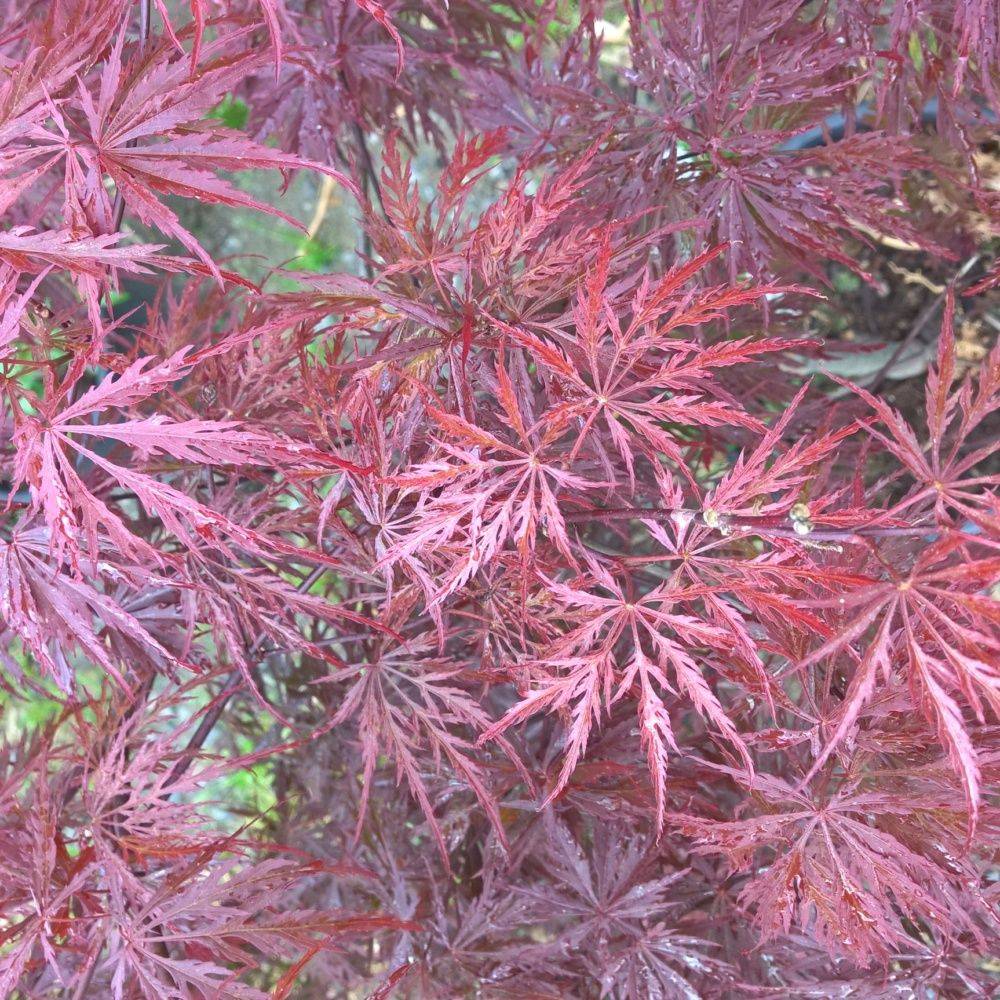 Erable du Japon 'Crimson Queen'