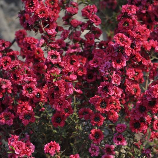 Leptospermum scoparium Red damask