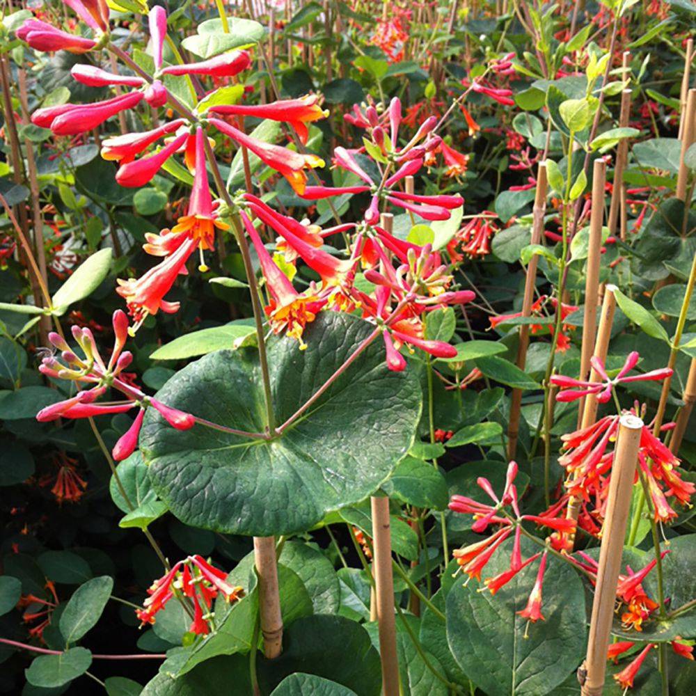 Chèvrefeuille 'Dropmore Scarlet' - Image 1