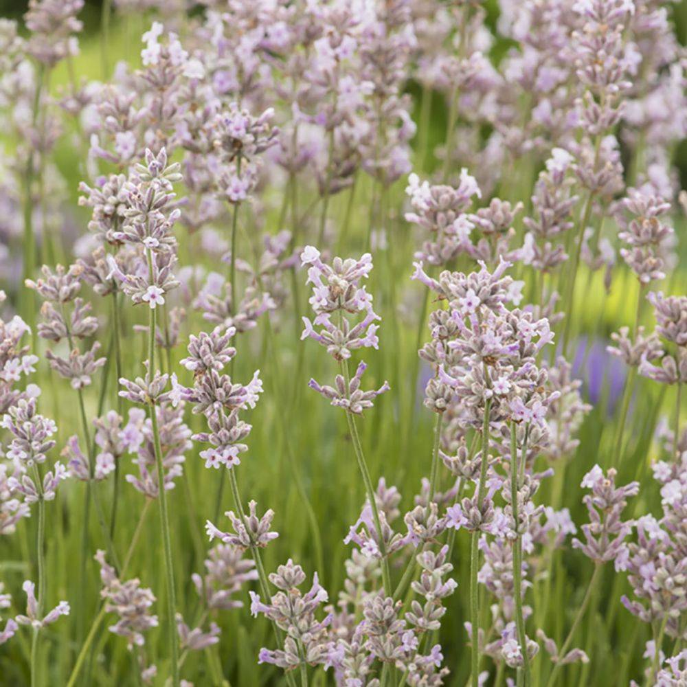 Lavande officinale Rosea - Lavande vraie