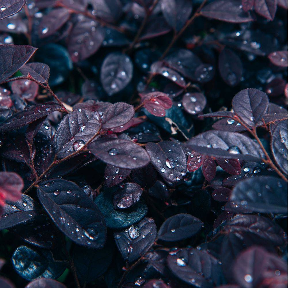 Loropetalum Black pearl - Image 2