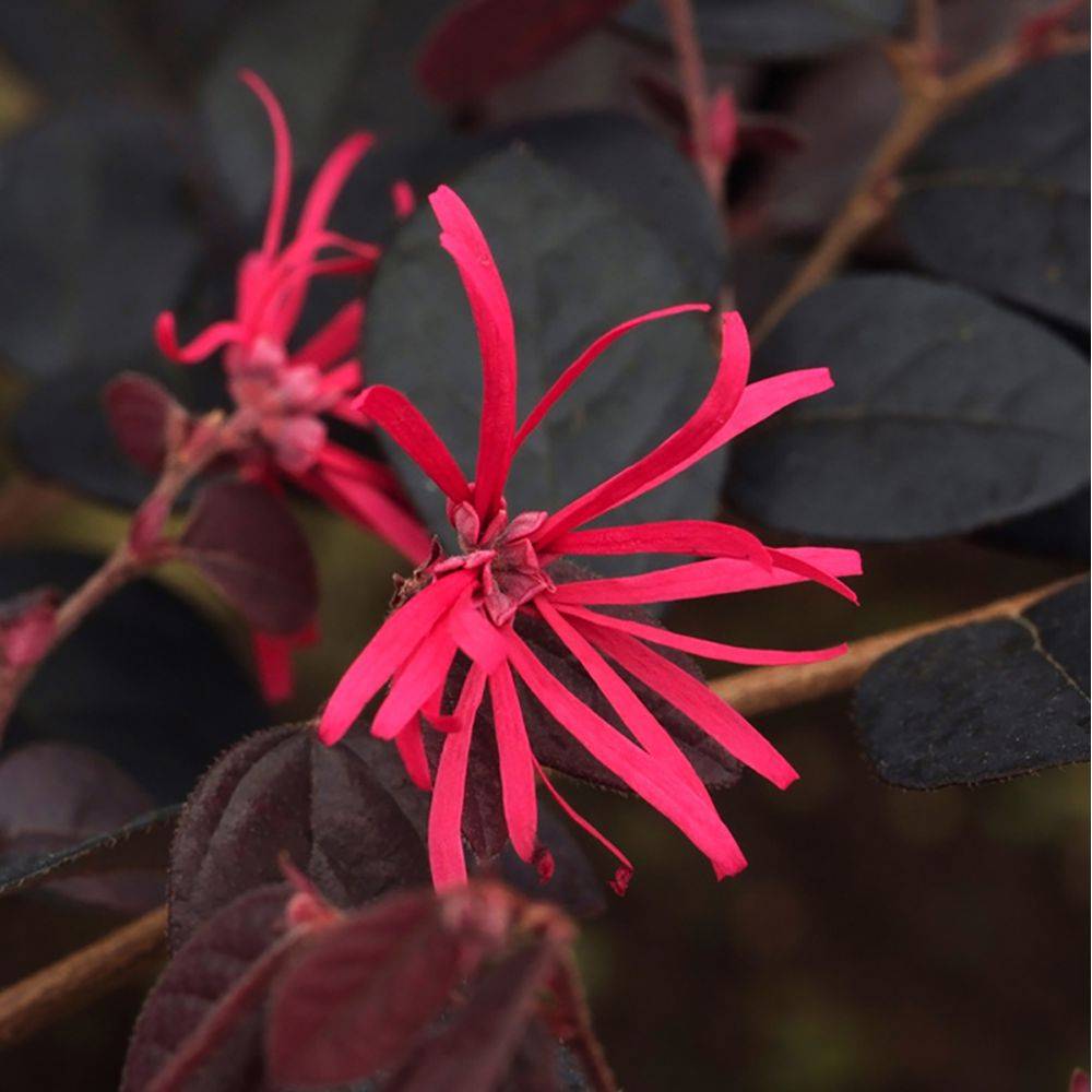 Loropetalum Black pearl