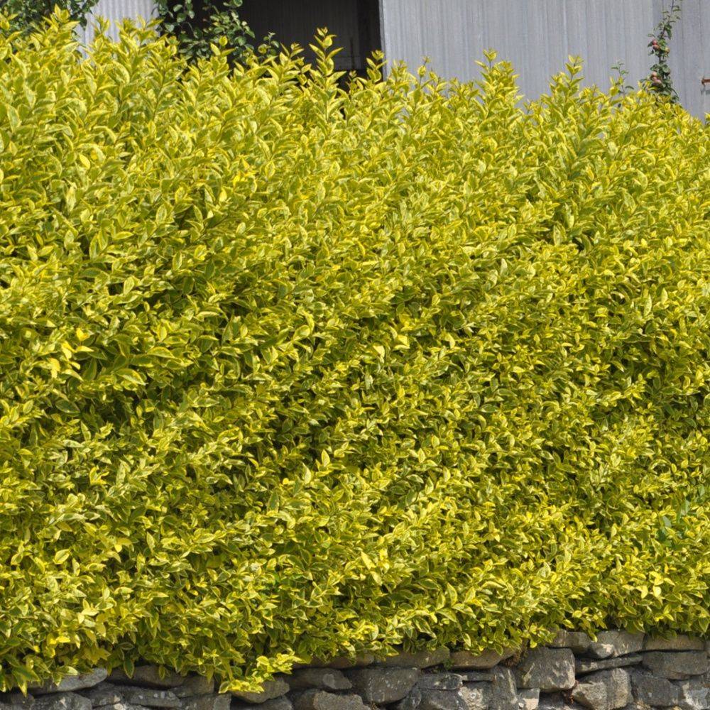 Troène de californie 'Aureum' - Image 1