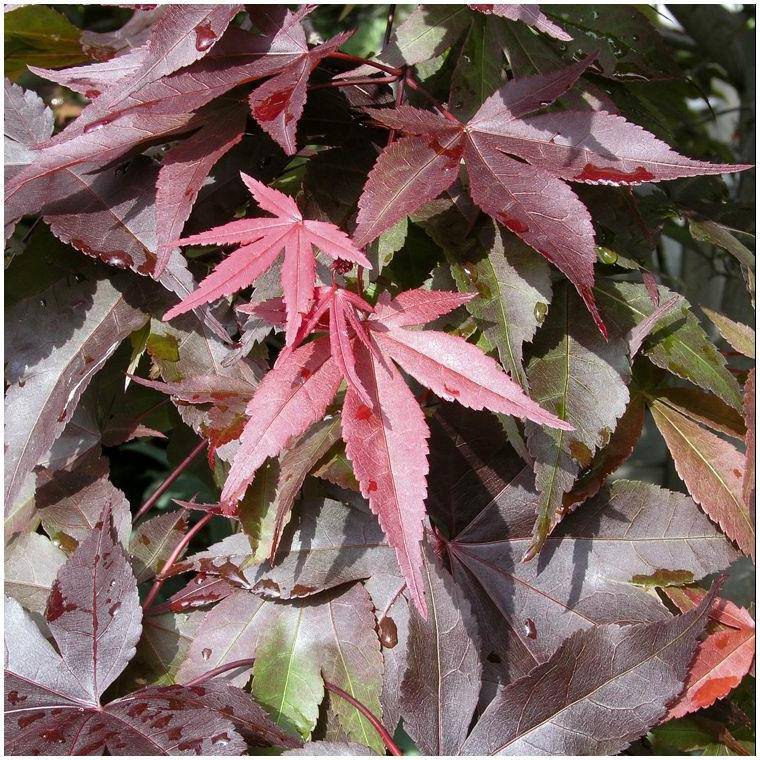 Erable du japon 'Bloodgood' - Image 1