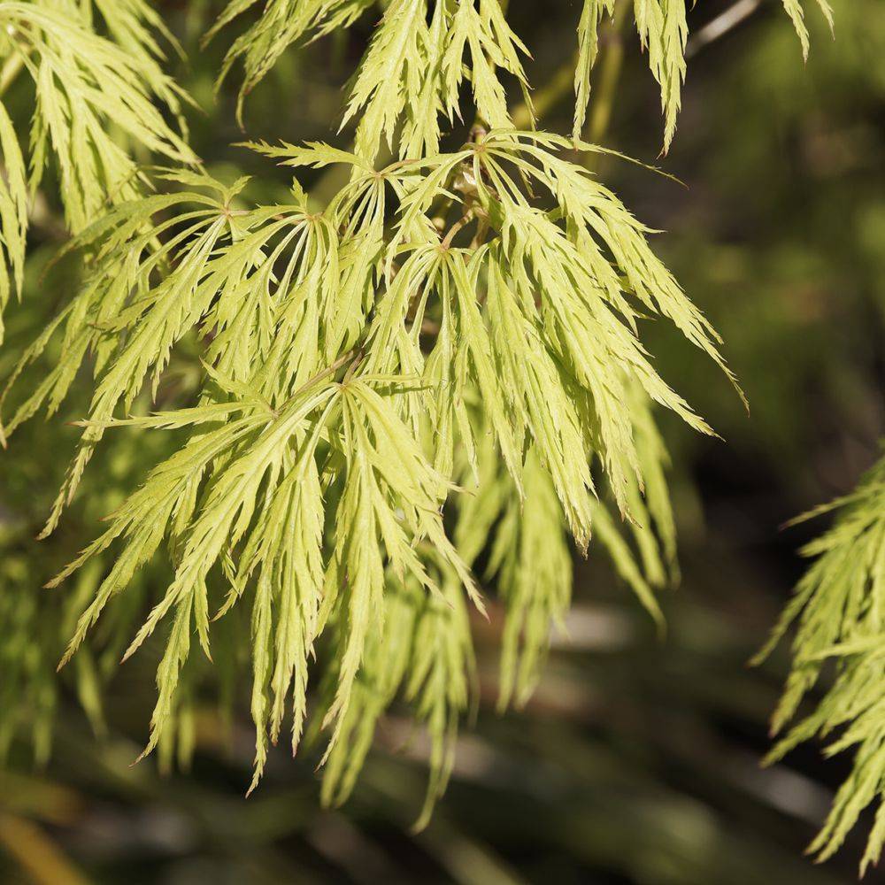 Erable du Japon 'Dissectum Viridis' - Image 1