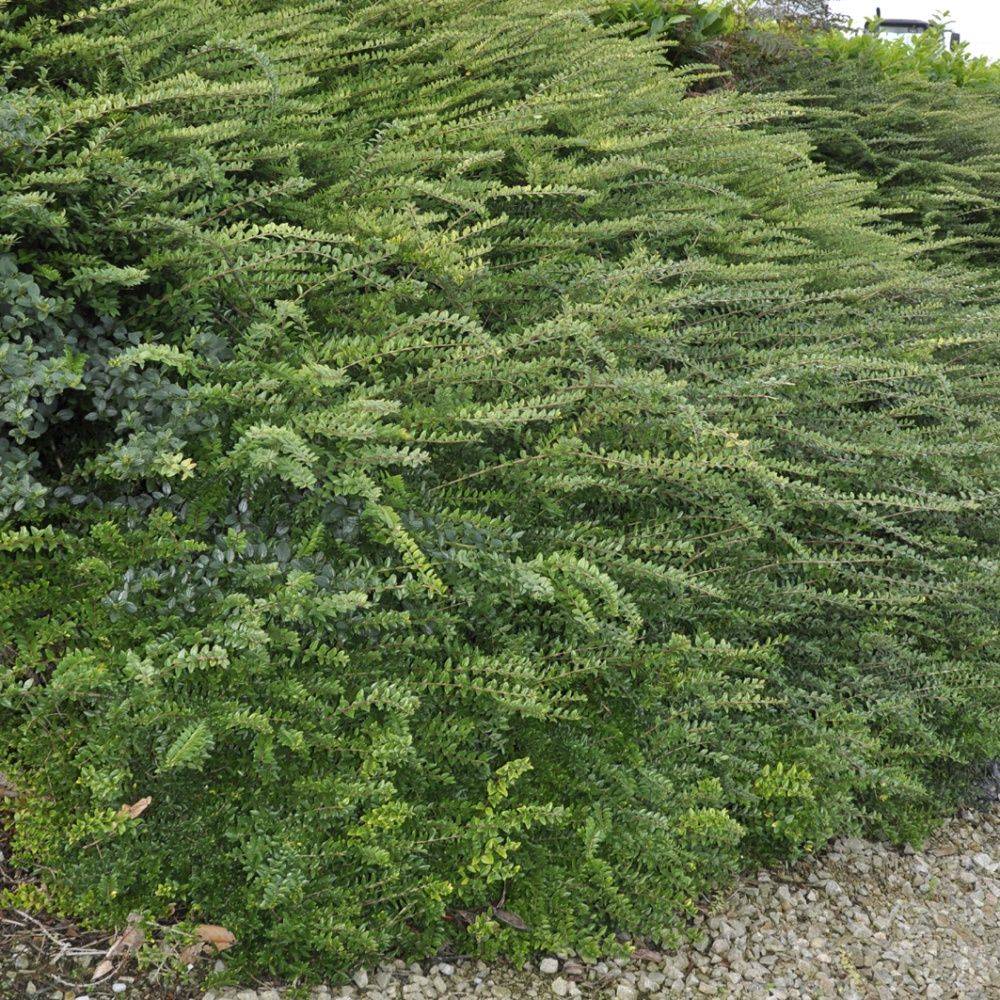 Chèvrefeuille arbustif