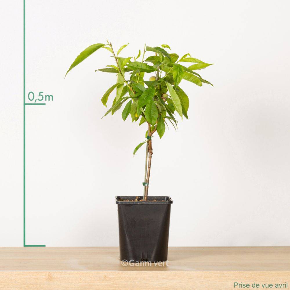 Pêcher de balcon 'Peach Me Red' - Fruit Me®