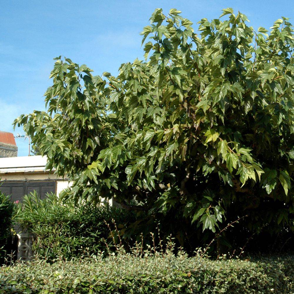 Mûrier platane - Image 1