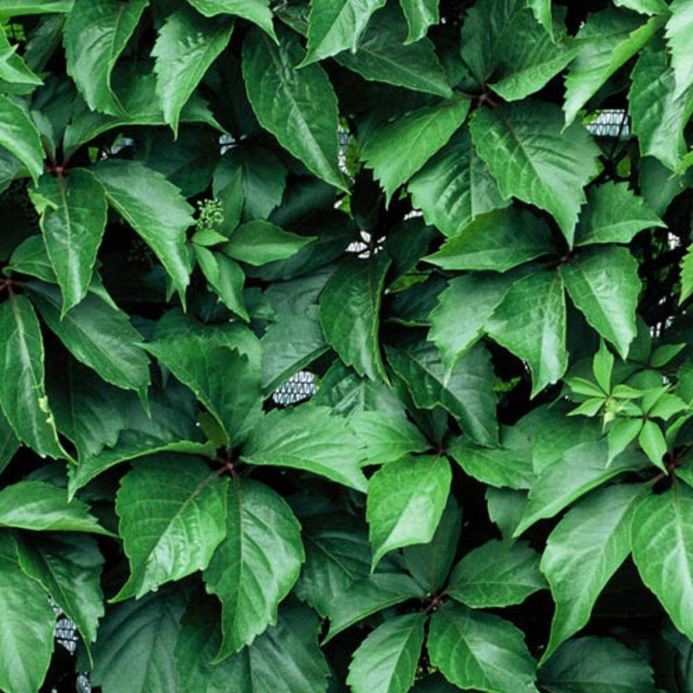 Vigne vierge Red wall® 'Troki' - Image 2