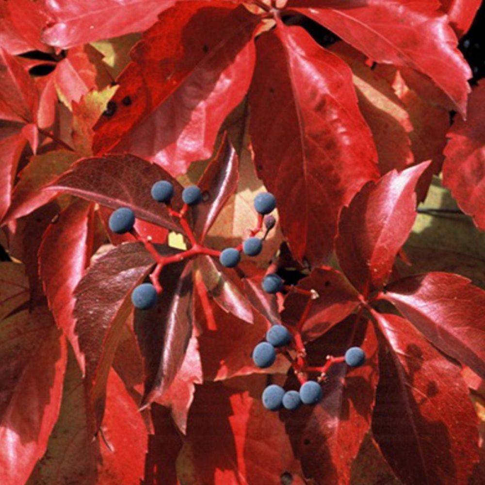 Vigne vierge Red wall® 'Troki' - Image 1