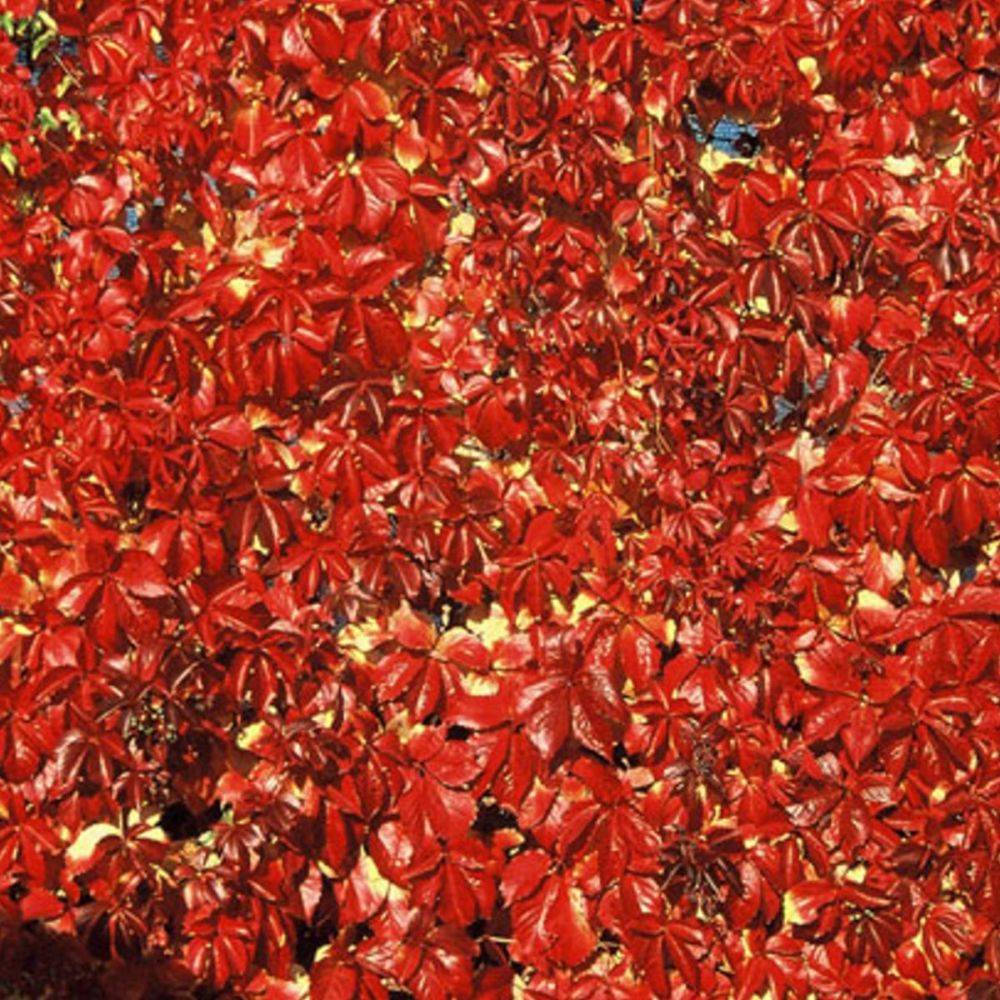 Vigne vierge Red wall® 'Troki' - Image 3