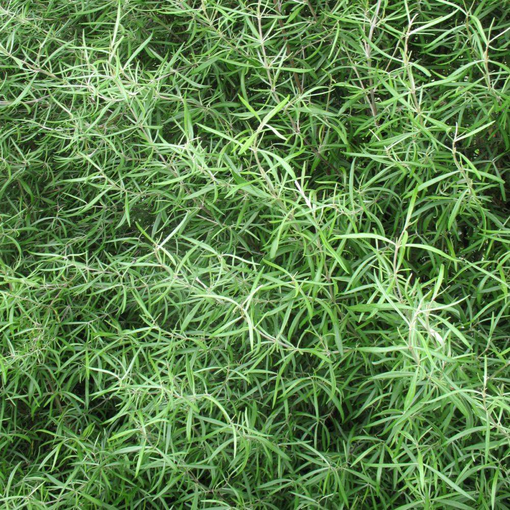 Oléaria virgata - Image 1