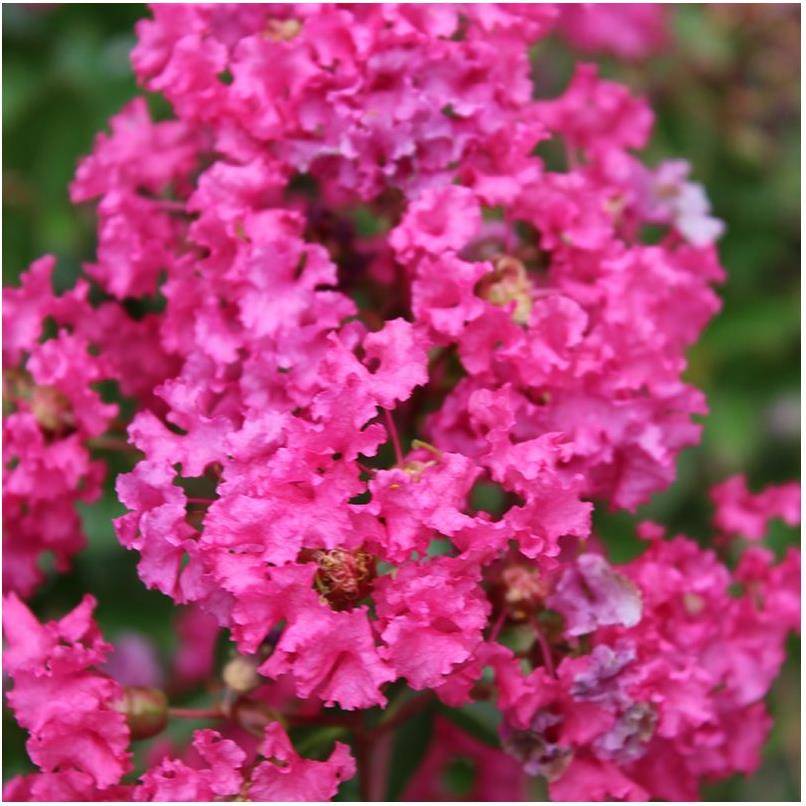 Lilas des Indes Houston® - Image 1
