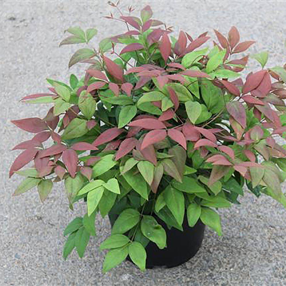 Bambou sacré - Nandina Blush Pink Aka - Image 4