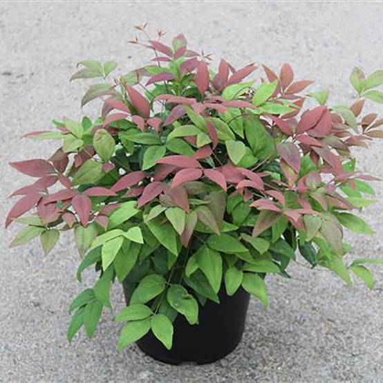 Bambou sacré - Nandina Blush Pink Aka - Image 3