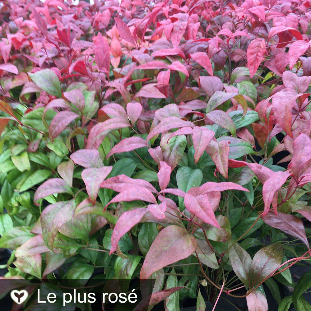 Bambou sacré - Nandina Blush Pink Aka