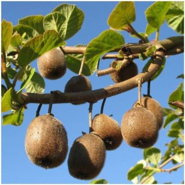 Kiwi femelle 'Hayward' - Image 2
