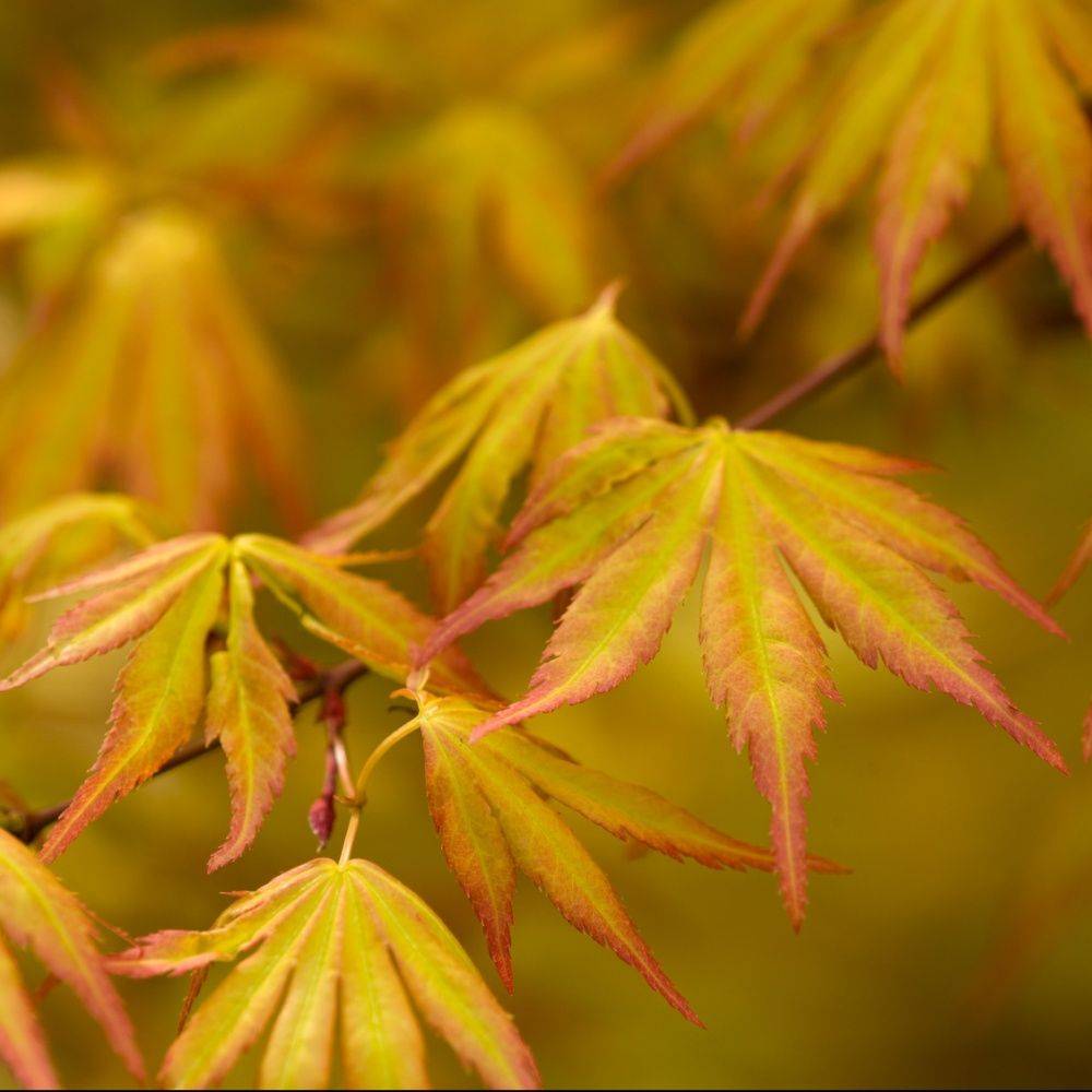 Erable du Japon 'Orange Dream' - Imagen 1