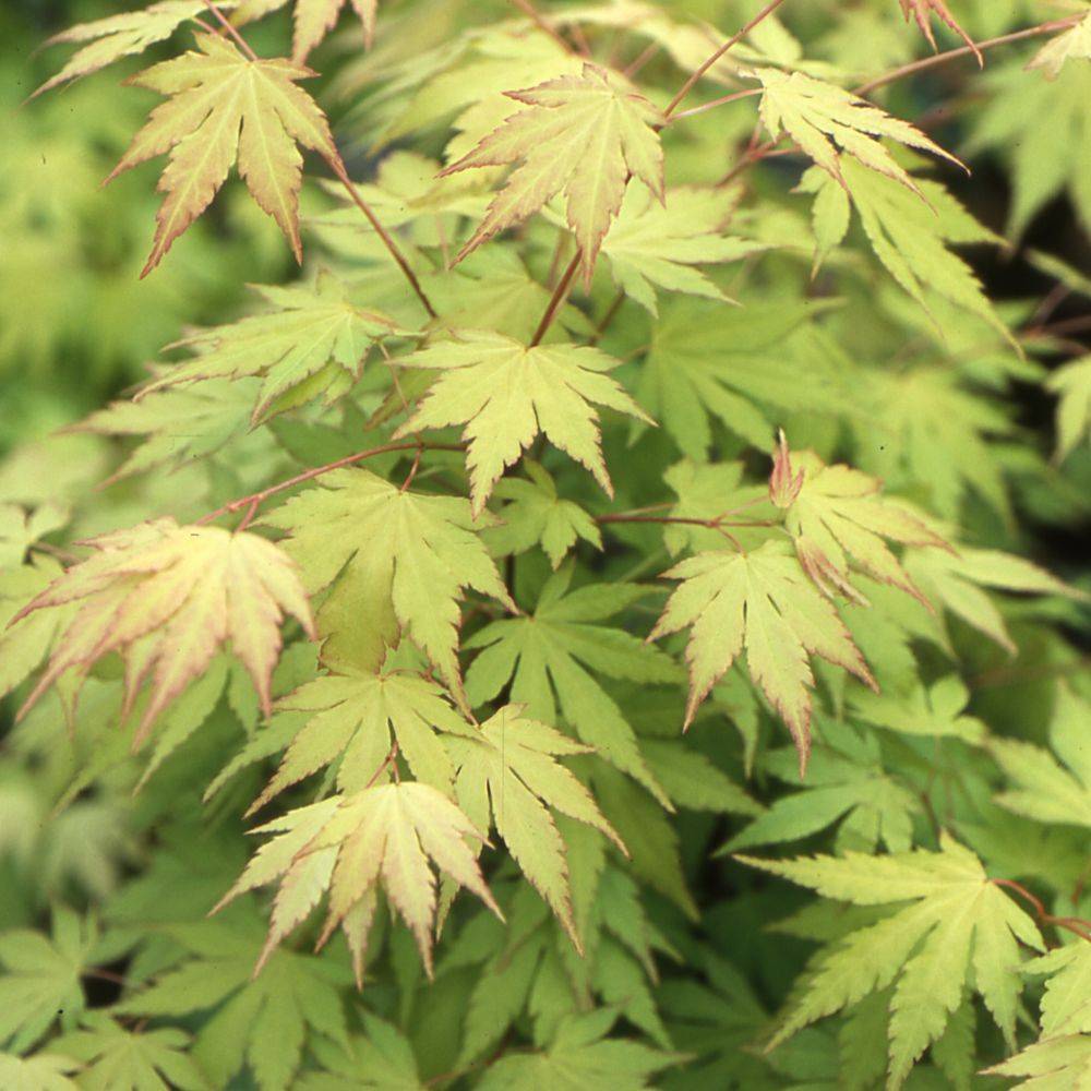 Erable du Japon 'Orange Dream' - Imagen 2