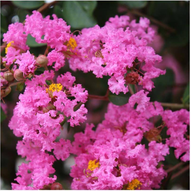 Lilas des Indes Jacqueline Desmartis® - Image 5