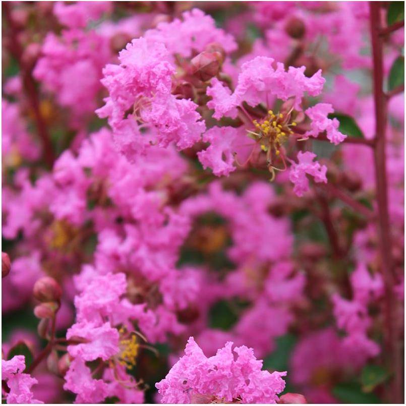 Lilas des Indes Jacqueline Desmartis® - Image 8