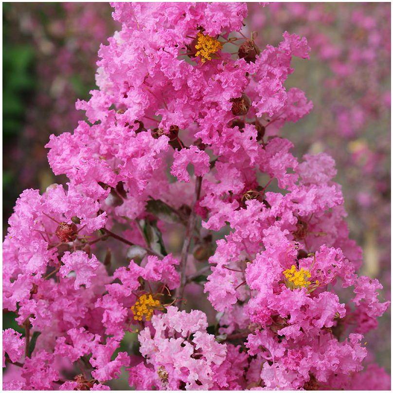 Lilas des Indes Jacqueline Desmartis® - Image 3