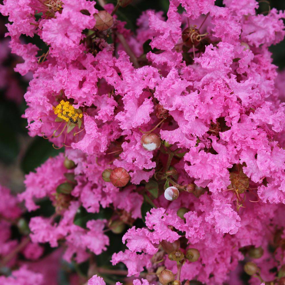 Lilas des Indes Jacqueline Desmartis® - Image 7