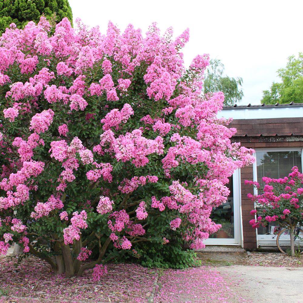 Lilas des Indes Jacqueline Desmartis® - Image 6