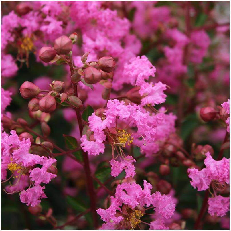 Lilas des Indes Jacqueline Desmartis® - Image 2
