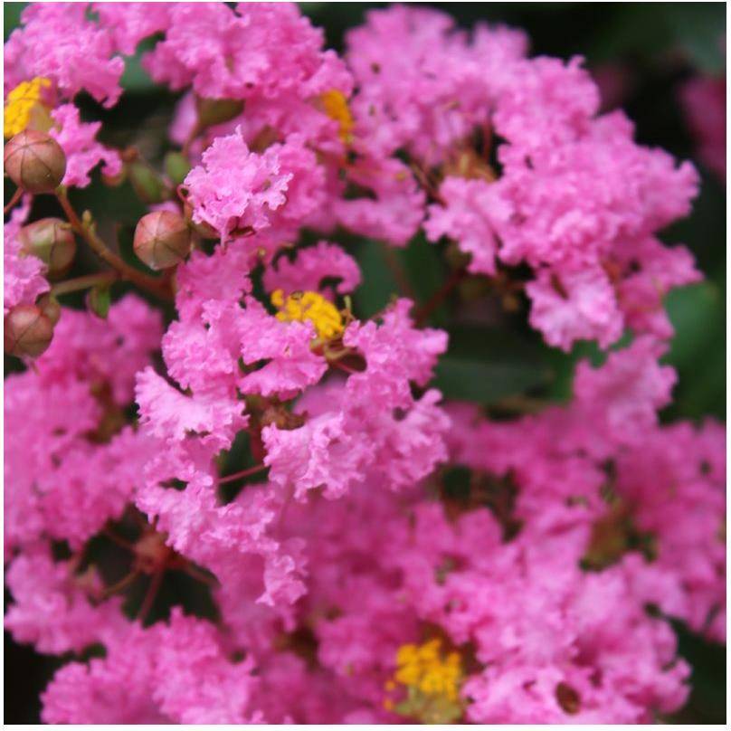 Lilas des Indes Jacqueline Desmartis® - Image 1