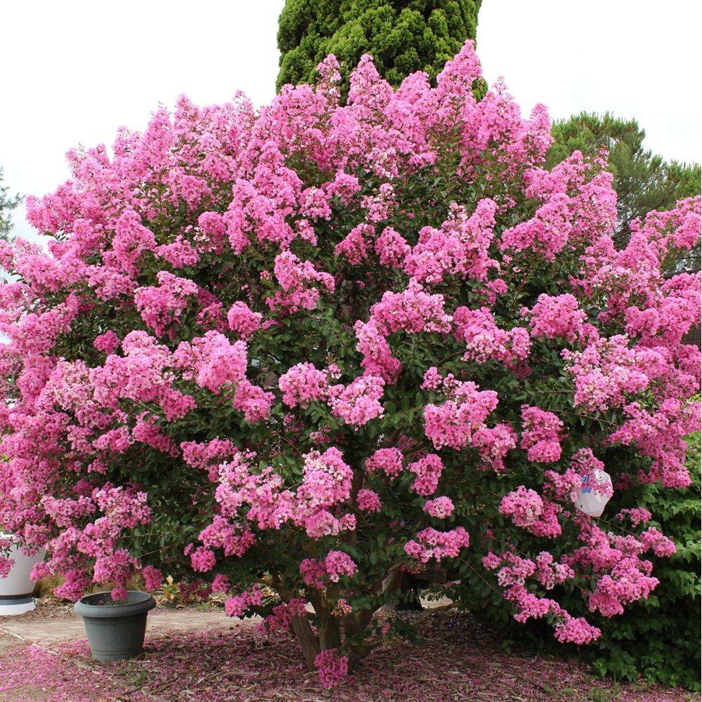 Lilas des Indes Jacqueline Desmartis® - Image 4