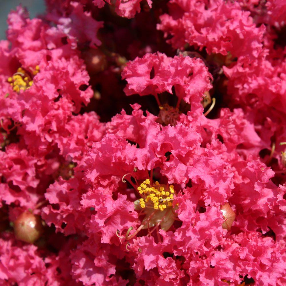 Lilas des Indes Grand Cru