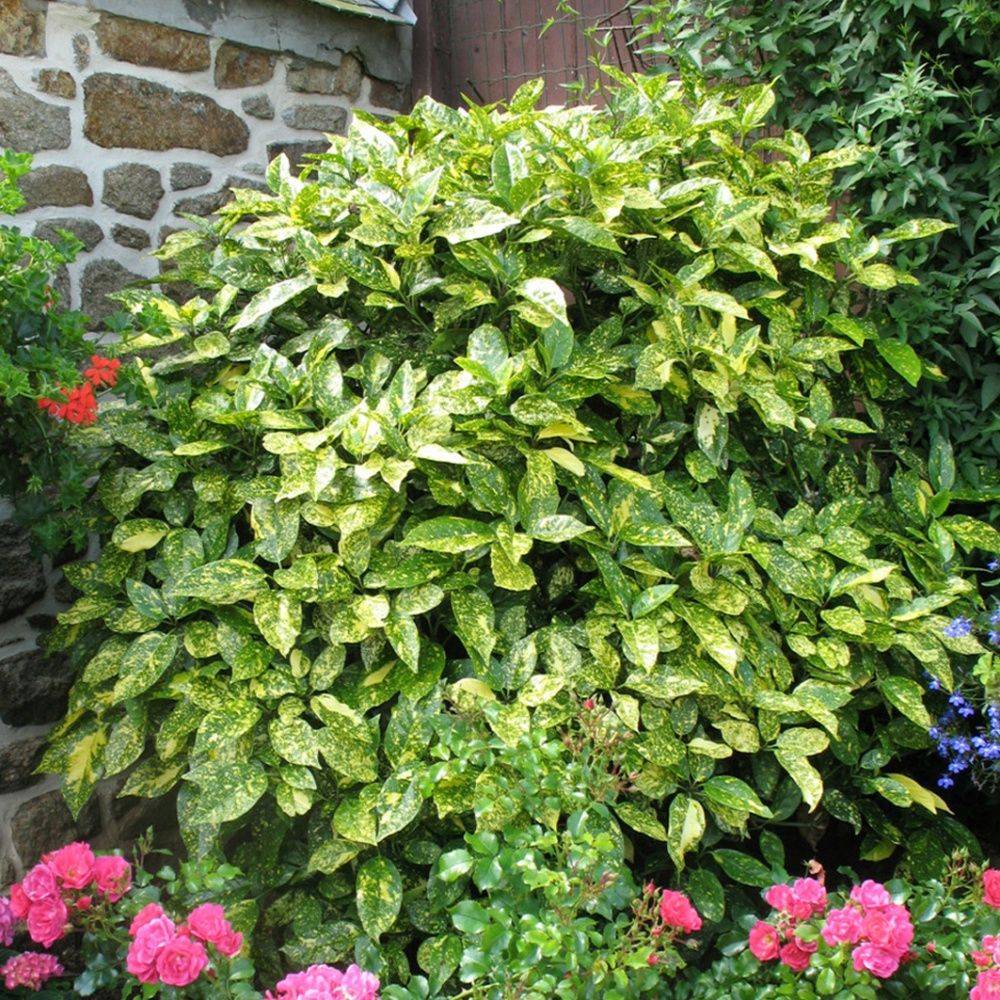 Aucuba du japon 'Crotonaefolia' - Image 2
