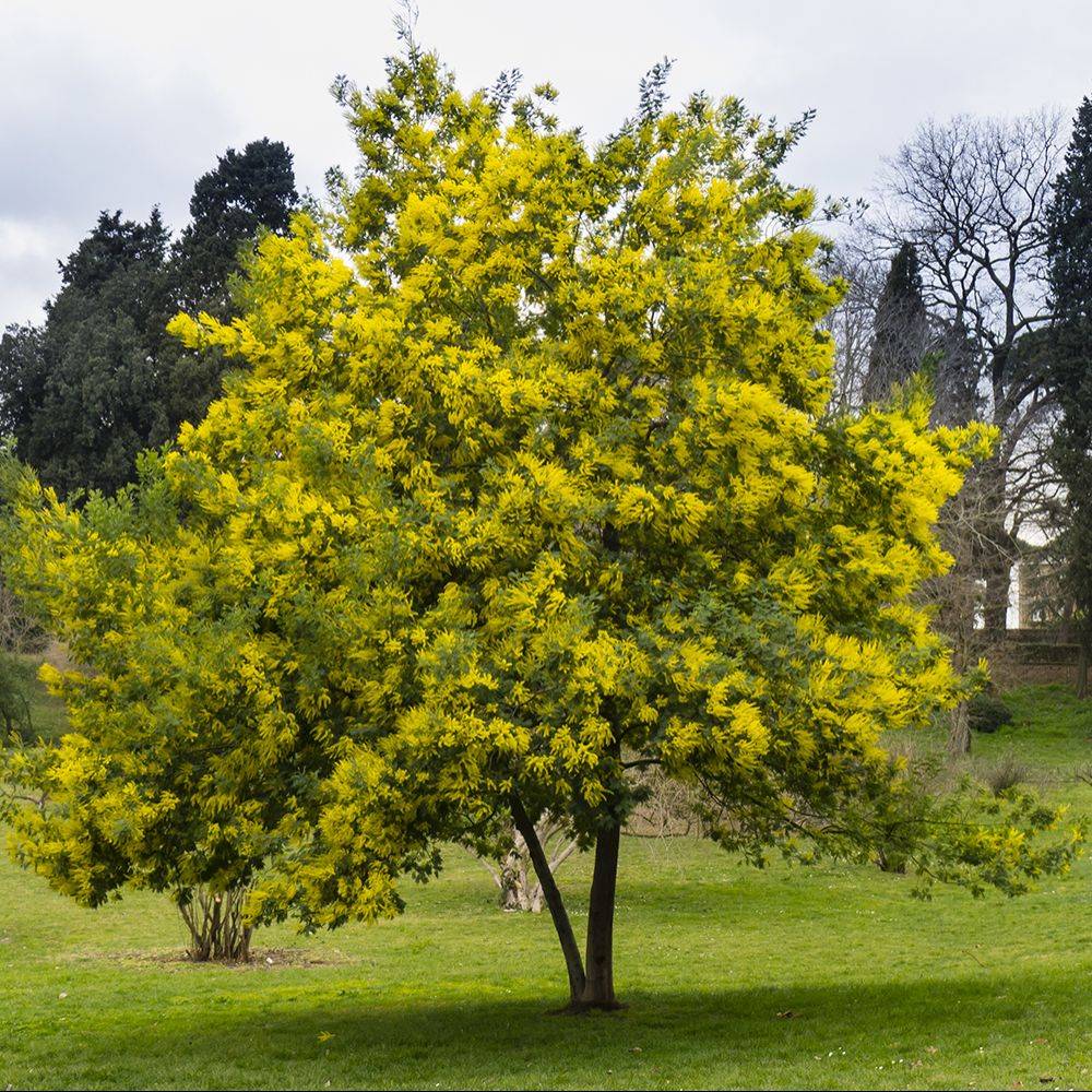 Mimosa d'hiver 'Le Gaulois' (de bouture) - Image 5