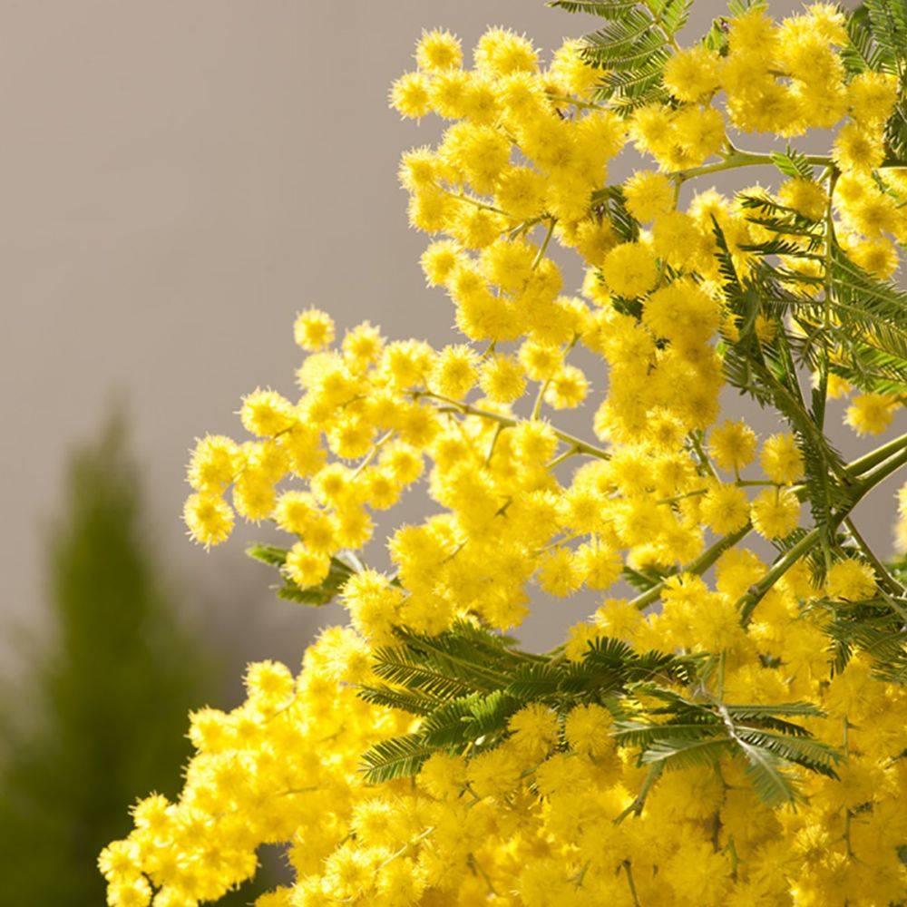 Mimosa d'hiver 'Le Gaulois' (de bouture) - Image 9