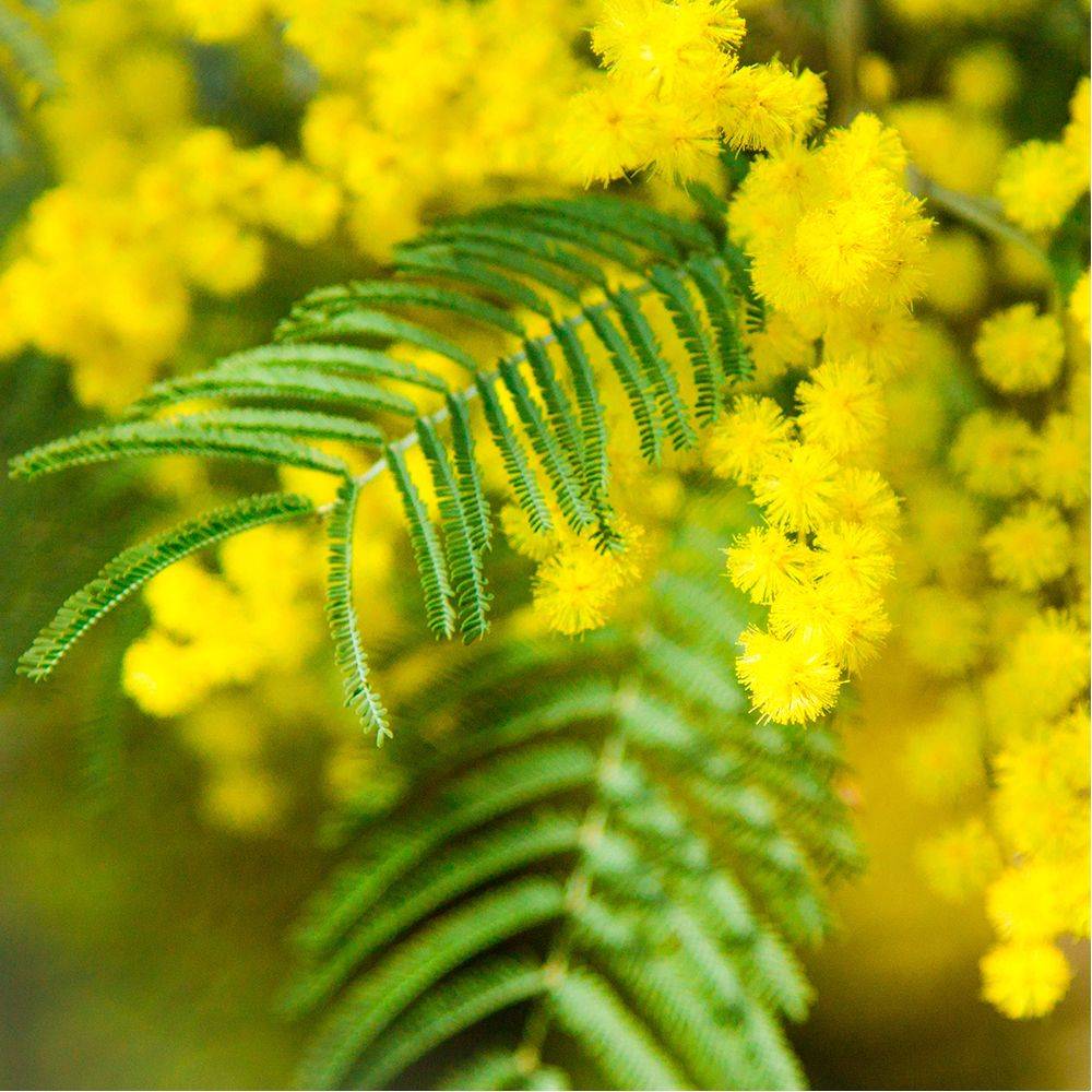 Mimosa d'hiver 'Le Gaulois' (de bouture) - Image 2