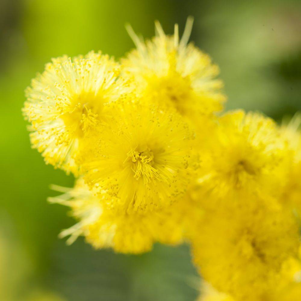 Mimosa d'hiver 'Le Gaulois' (de bouture) - Image 7