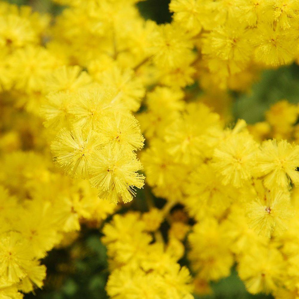 Mimosa d'hiver 'Le Gaulois' (de bouture) - Image 6
