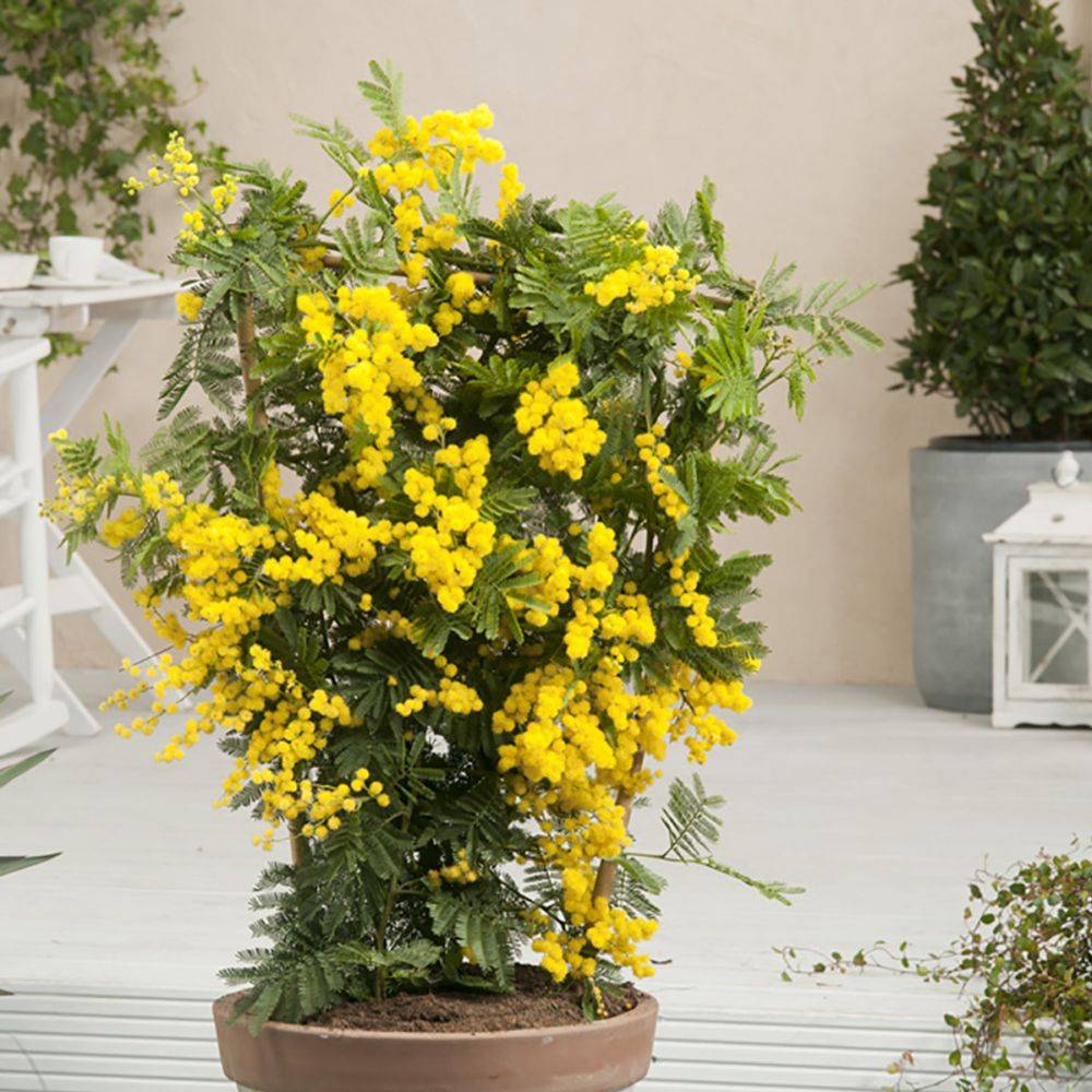 Mimosa d'hiver 'Le Gaulois' (de bouture) - Image 8