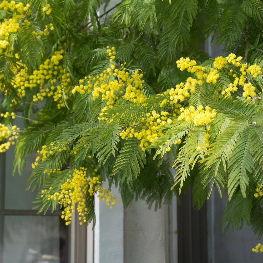 Mimosa d'hiver 'Le Gaulois' (de bouture) - Image 4