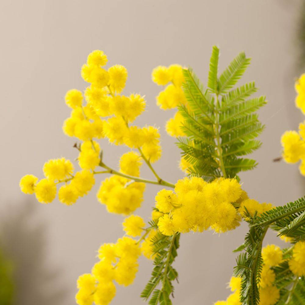 Mimosa d'hiver 'Le Gaulois' (de bouture) - Image 3
