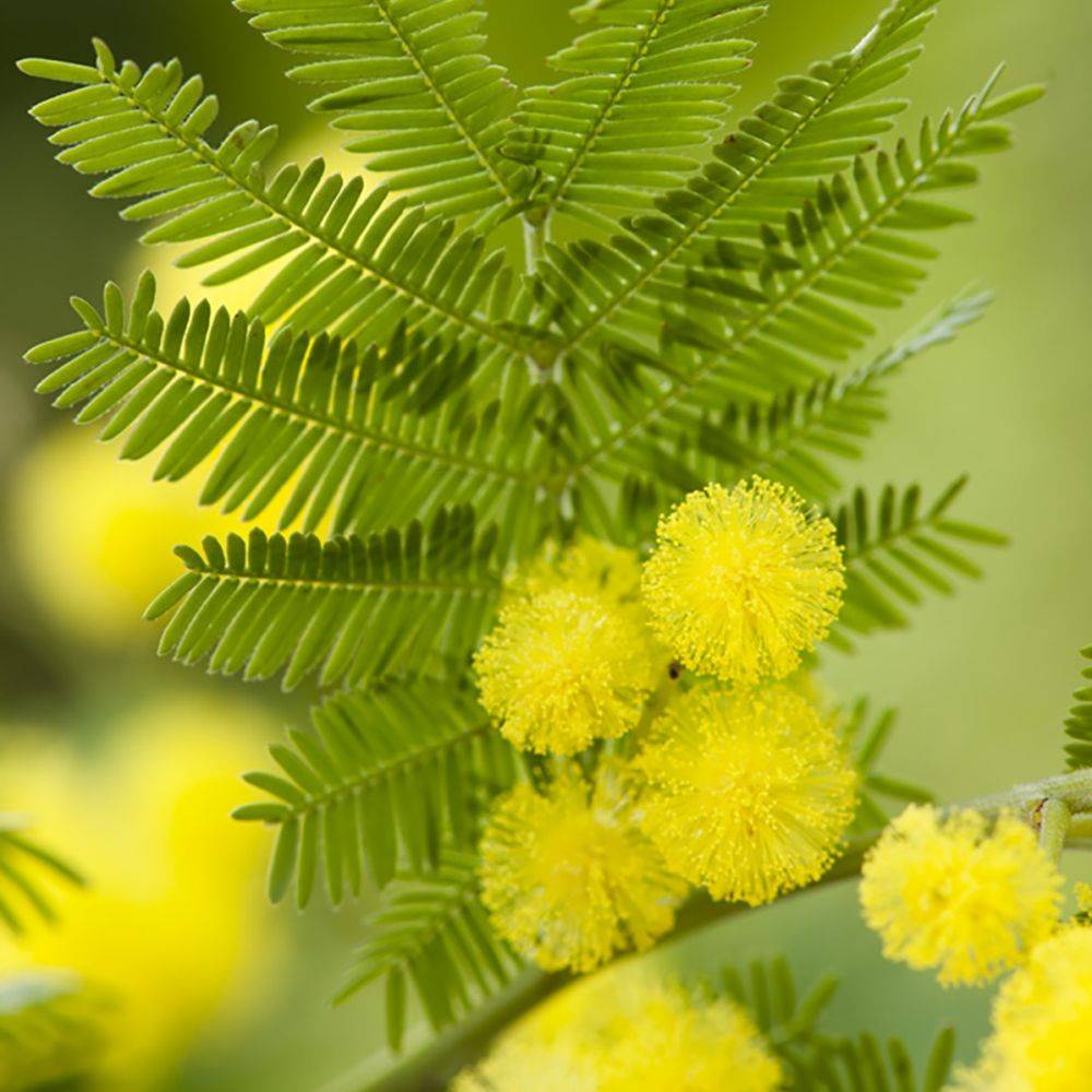 Mimosa d'hiver 'Le Gaulois' (de bouture) - Image 1