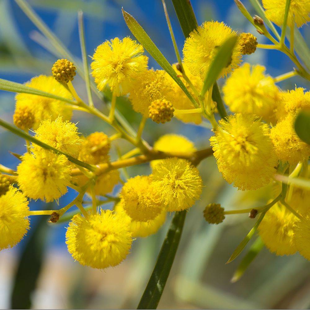 Mimosa des 4 saisons 'Palme d'Or®' - Image 2