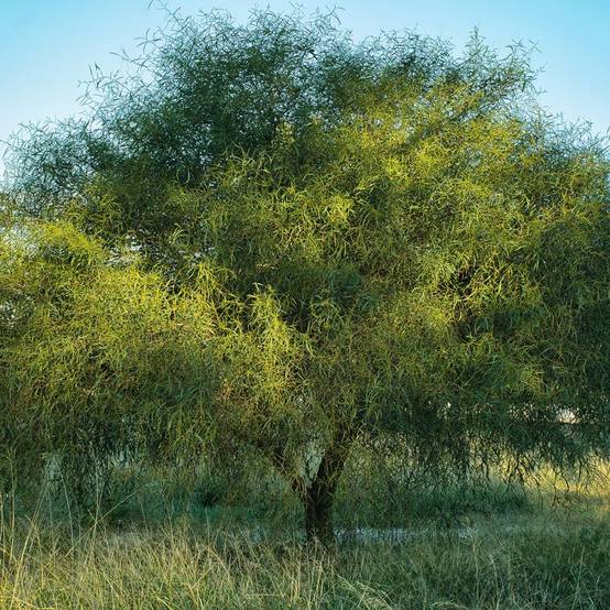 Mimosa des 4 saisons 'Palme d'Or®' - Image 5
