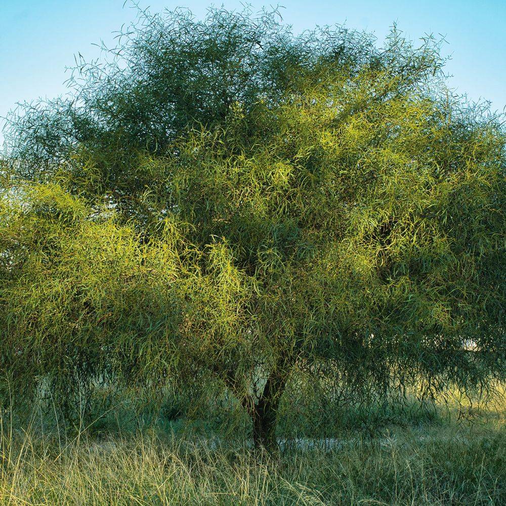 Mimosa des 4 saisons 'Palme d'Or®' - Image 5