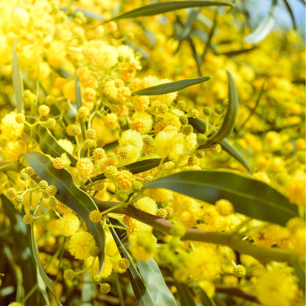 Mimosa des 4 saisons 'Palme d'Or®' - Image 3