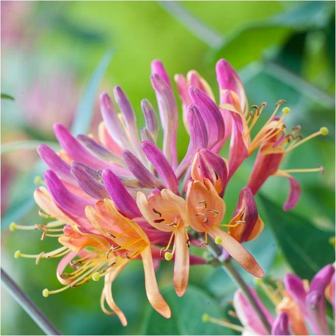 Chèvrefeuille 'Goldflame' - Image 5