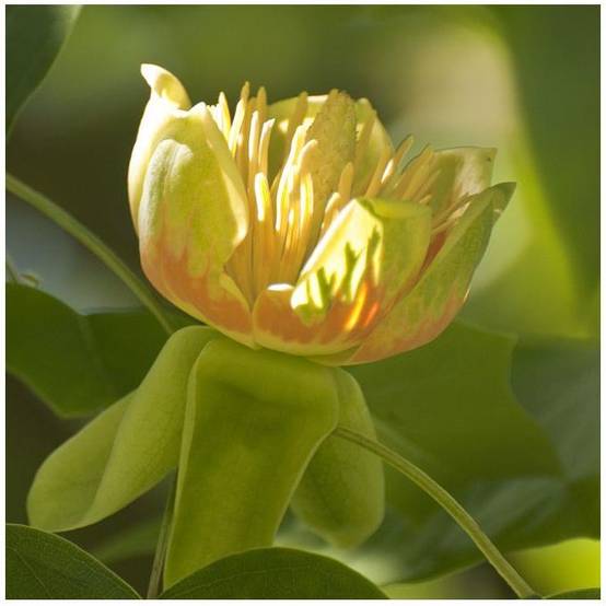 Tulipier de Virginie - Image 2