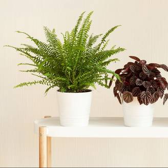 Nephrolepis - Fougère de Boston